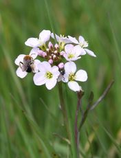 Wiesenschaumkraut-46.jpg